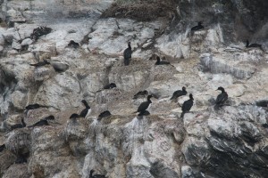 Rock cormorants (Beagle Channel).