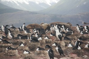 Sea lions and cormorants (Beagle Channel).