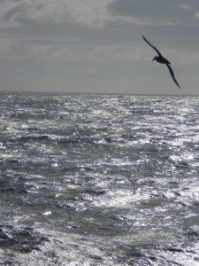 The bird in the upper right is not a gull, but one of the many giant petrels that followed our ship.