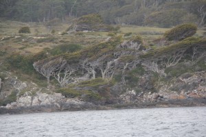 Wind-whipped trees (Beagle Channel).