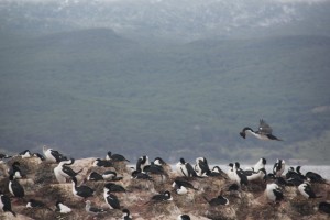 Nesting cormorants (Beagle Channel).